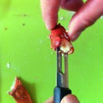 Salade de homard rôti, vieilles tomates et mozzarella - Utiliser un économe pour rétirer la chair des coudes du homard.