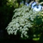 Boisson aux fleurs de sureau - Corymbe de sureau noir.