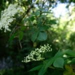 Boisson aux fleurs de sureau - Les fleurs de sureau sans le pédoncule noir sont comestibles.