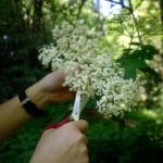 Boisson aux fleurs de sureau - A l'aide de ciseaux, récolter 20 beaux corymbes de sureau noir.